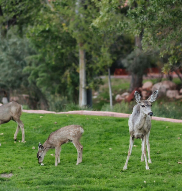deer
