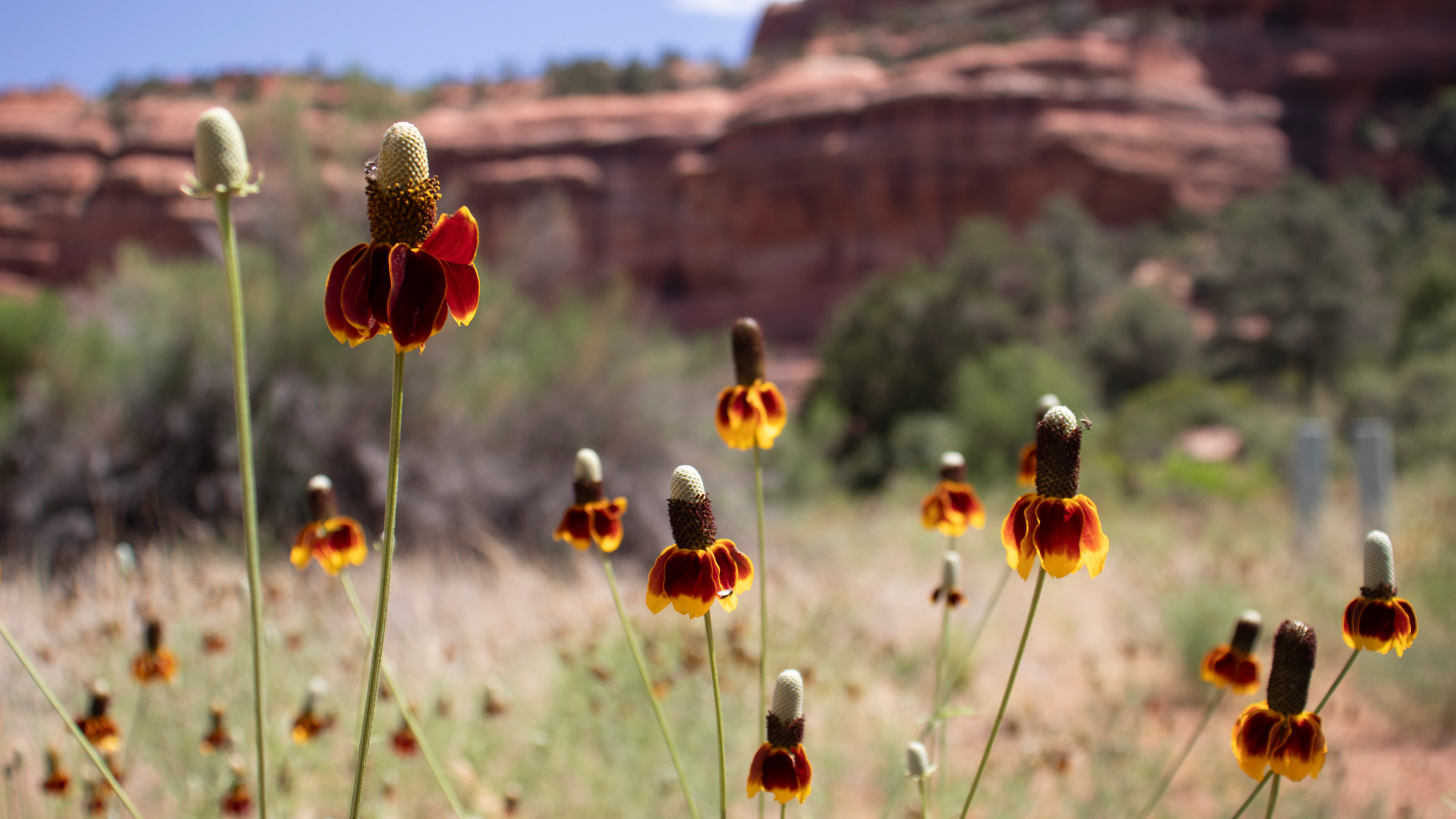 mexican hat